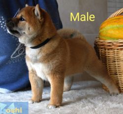 picture of dog