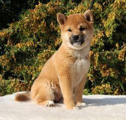 picture of dog