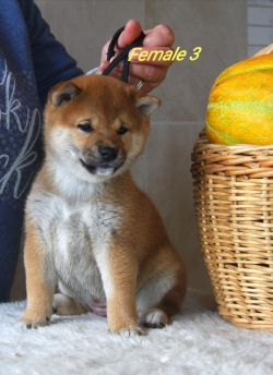picture of dog
