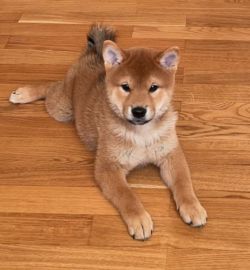 picture of dog