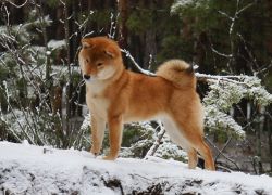 picture of dog