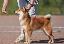 picture of dog
