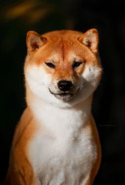 picture of dog