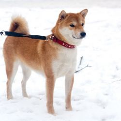 picture of dog