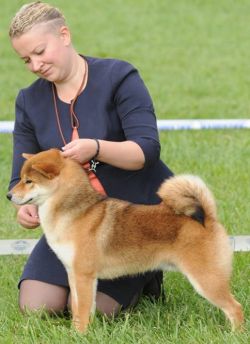 picture of dog