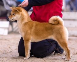 picture of dog