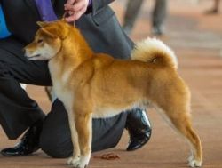 picture of dog