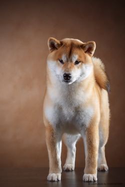 picture of dog