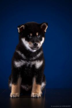 picture of dog