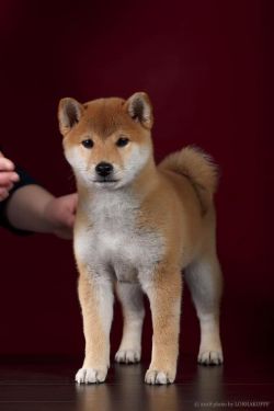 picture of dog