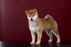 picture of dog