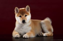 picture of dog