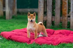 picture of dog
