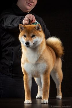picture of dog
