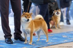 picture of dog