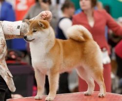 picture of dog