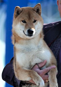 picture of dog