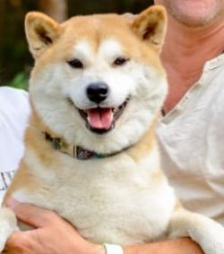 picture of dog