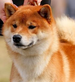 picture of dog