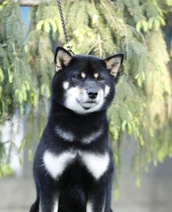 picture of dog