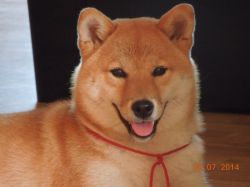 picture of dog