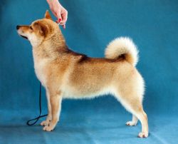 picture of dog