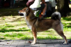 picture of dog