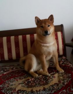 picture of dog