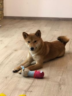 picture of dog