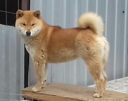 picture of dog