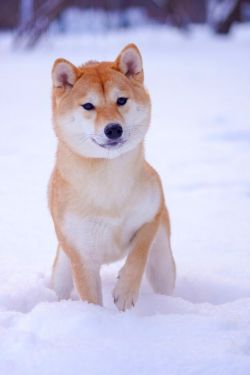 picture of dog