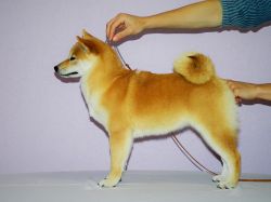 picture of dog