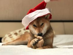 picture of dog