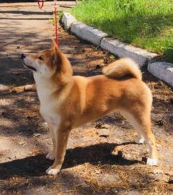 picture of dog