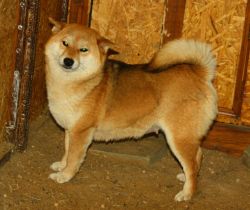 picture of dog