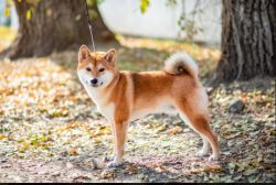 picture of dog