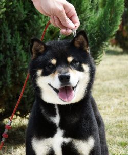 picture of dog