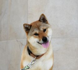 picture of dog