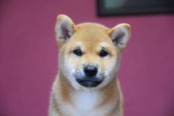 picture of dog