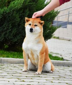 picture of dog