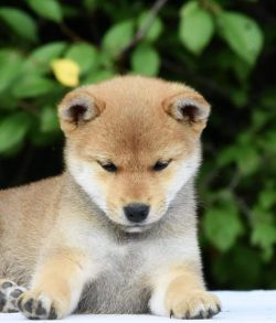 picture of dog