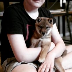 picture of dog