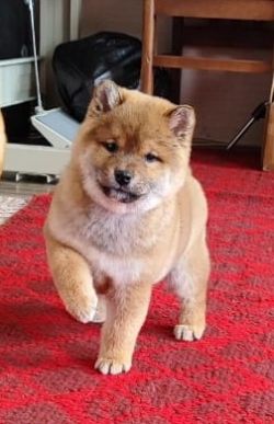 picture of dog