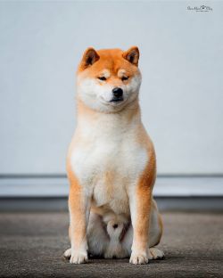 picture of dog