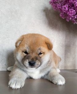 picture of dog