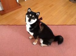 picture of dog