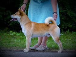picture of dog