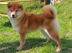 picture of dog