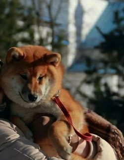 picture of dog