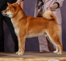 picture of dog